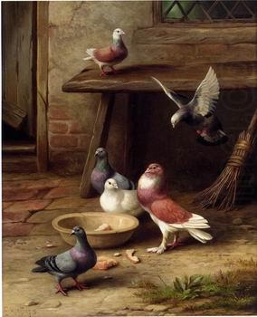 unknow artist Pigeons 194 china oil painting image